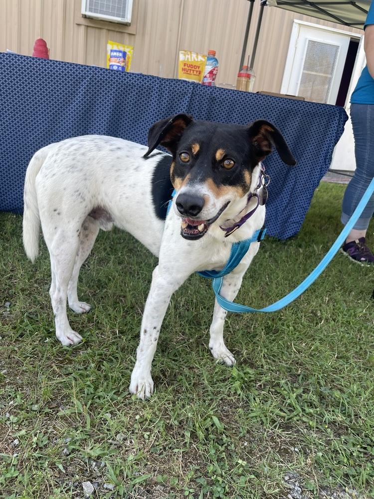 Baylor, a Adoptable mixed breed image 2/6