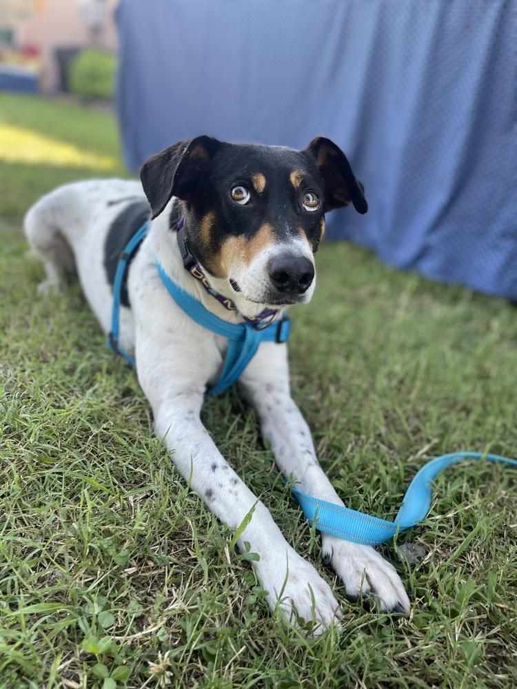 Baylor, a Adoptable mixed breed image 4/6