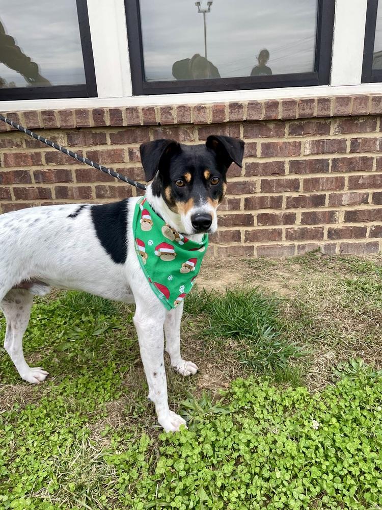 Baylor, a Adoptable mixed breed image 6/6