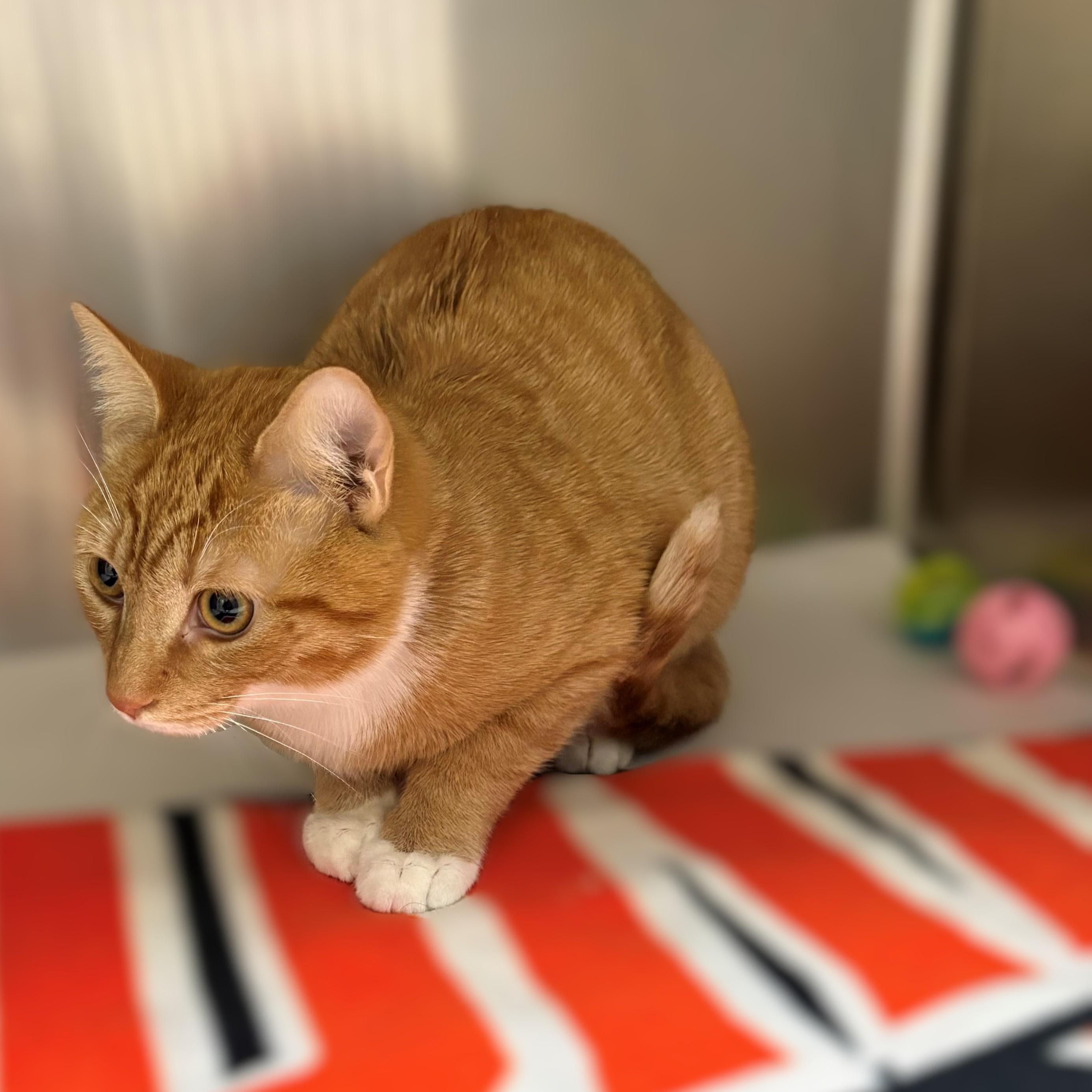 Enlarge Moose- #50420, an adopted American Shorthair in Columbia, MD image 3/3