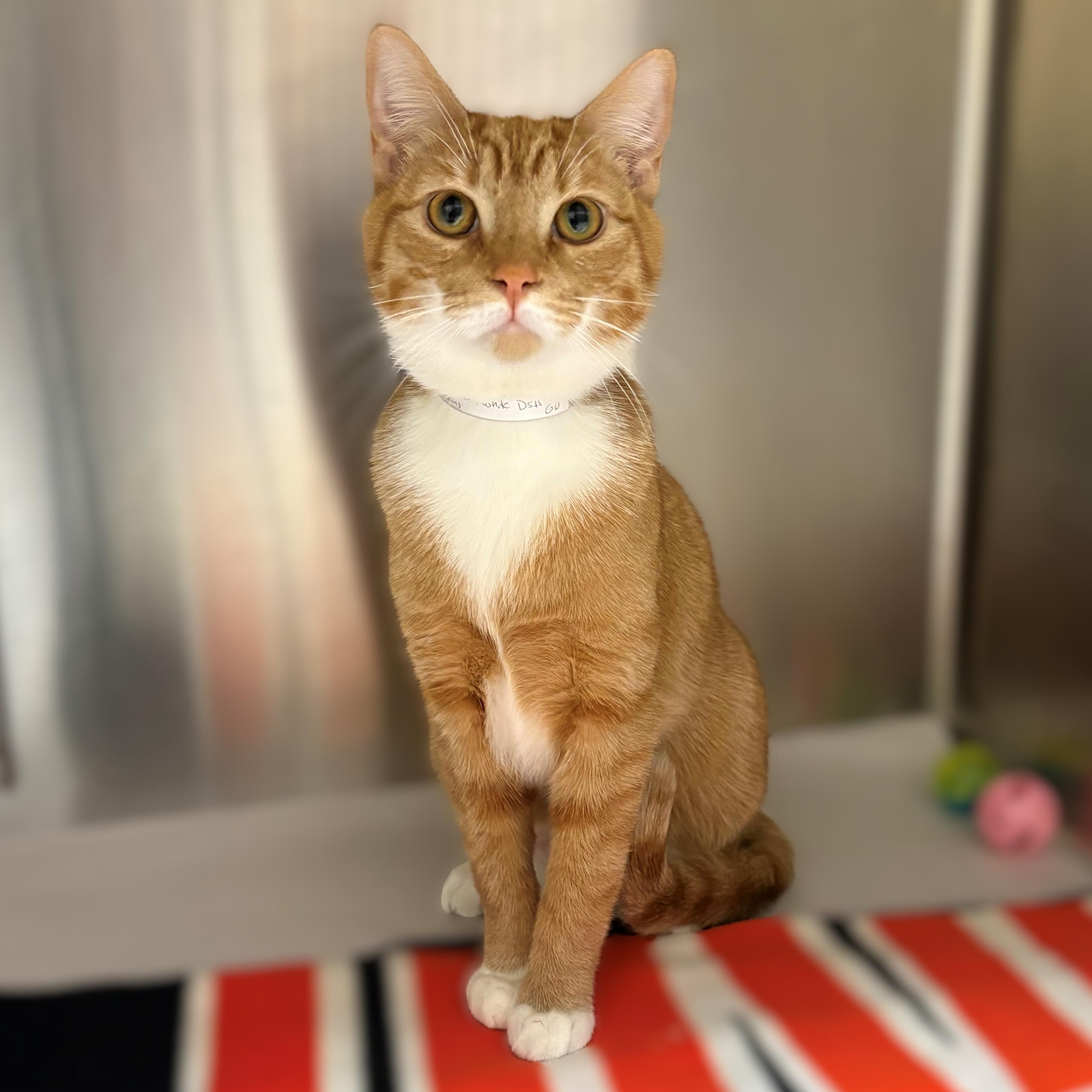 Enlarge Moose- #50420, an adopted American Shorthair in Columbia, MD image 1/3