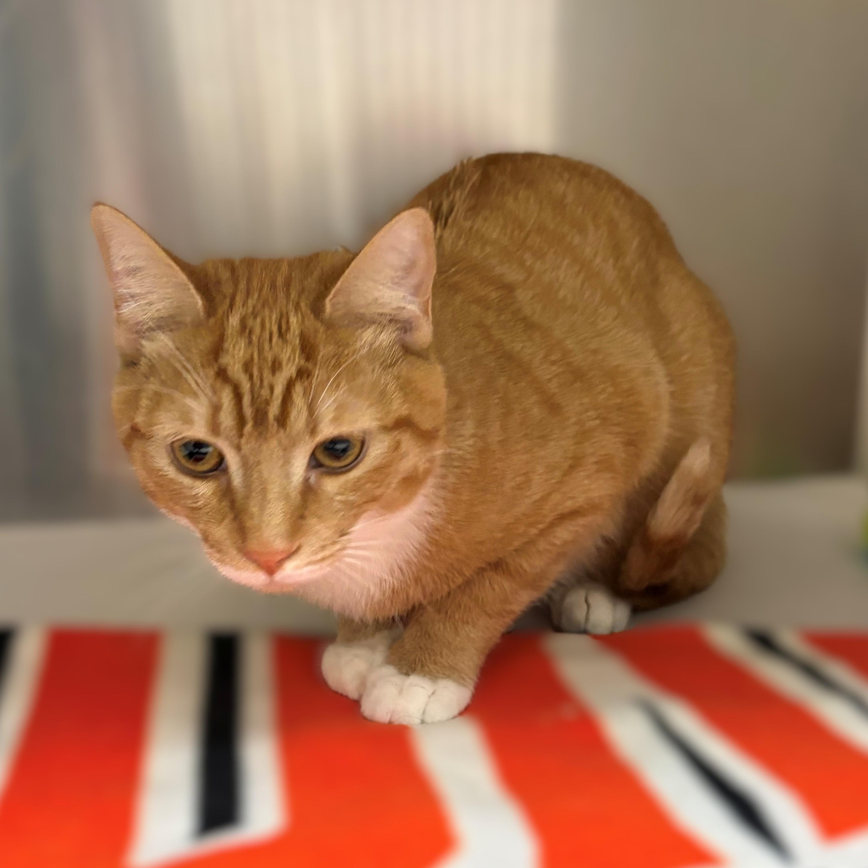 Enlarge Moose- #50420, an adopted American Shorthair in Columbia, MD image 2/3