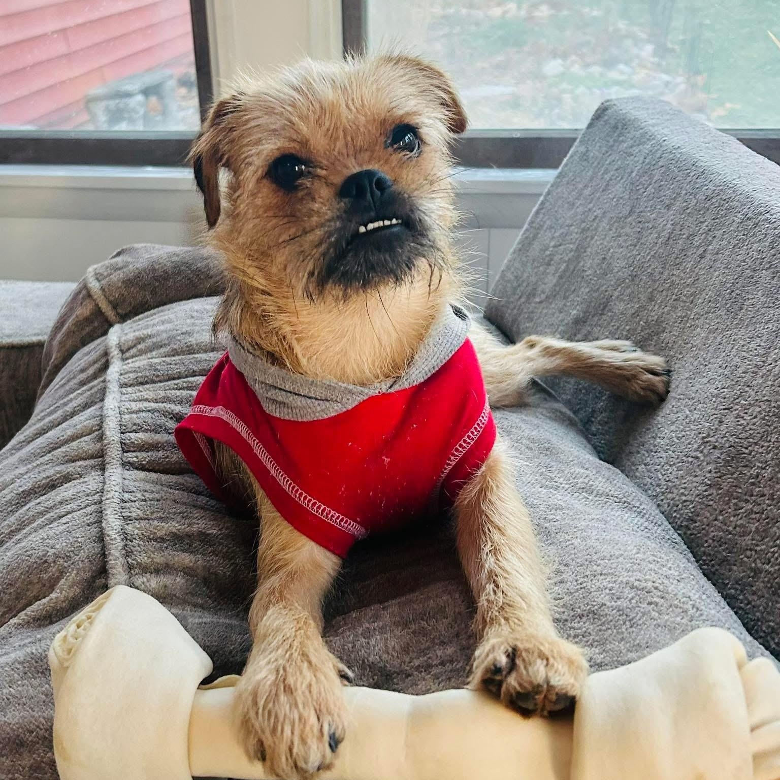 Chuck, ADOPTABLE, Young Male Wirehaired Terrier.