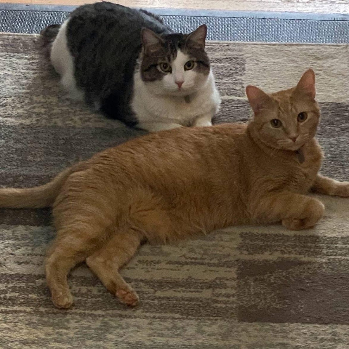 Ozzie & Sweetie, ADOPTABLE, Senior Male Domestic Short Hair.