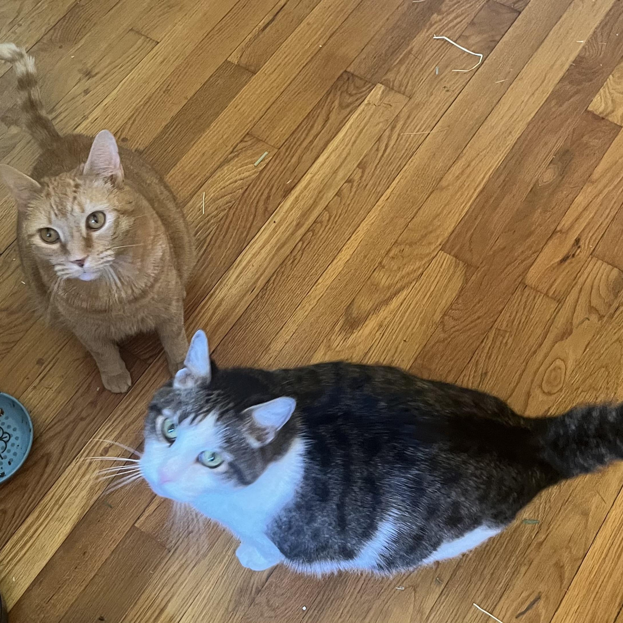 Ozzie & Sweetie — thumbnail 2