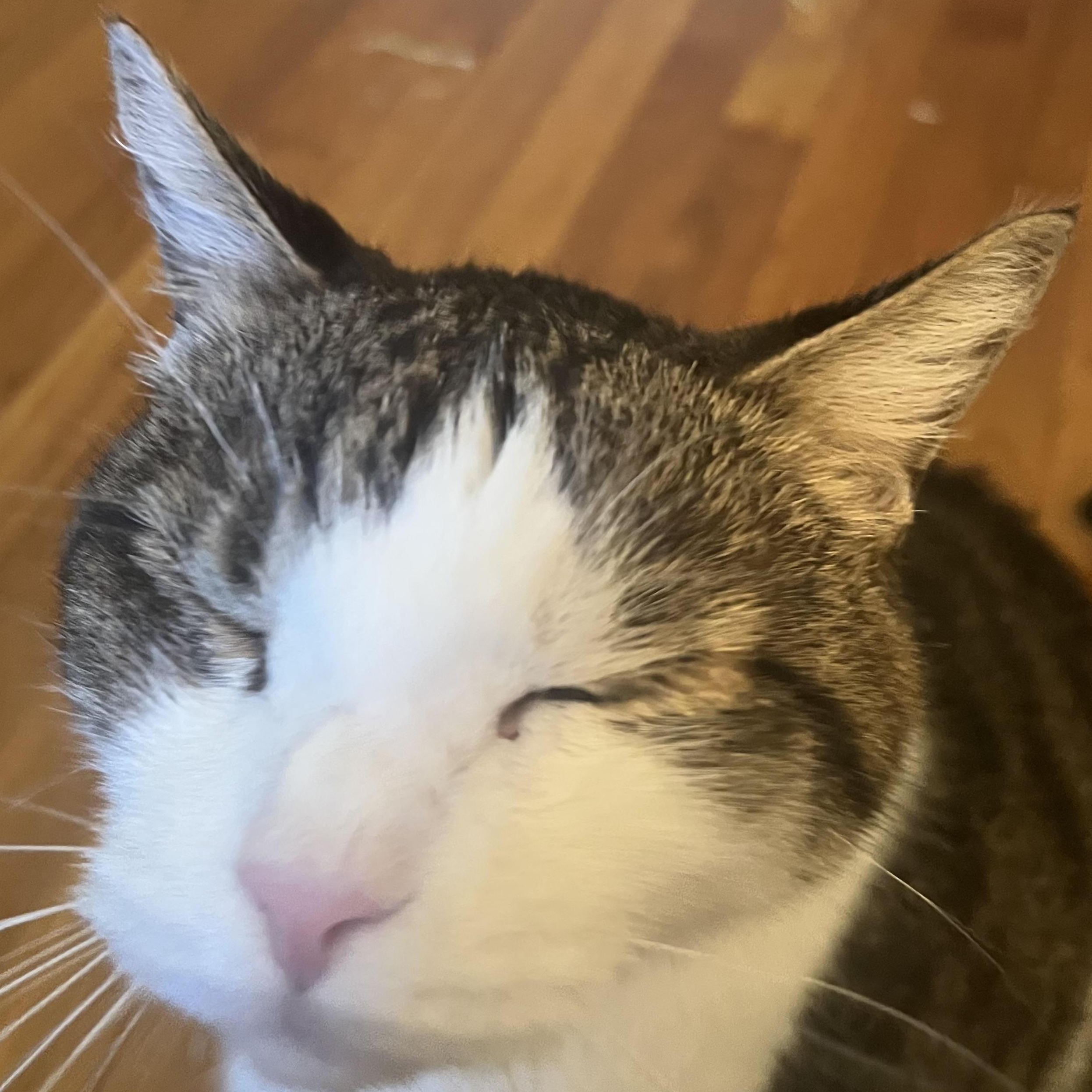 Enlarge Ozzie & Sweetie, a ADOPTABLE Domestic Short Hair in Waltham, MA image 5/5