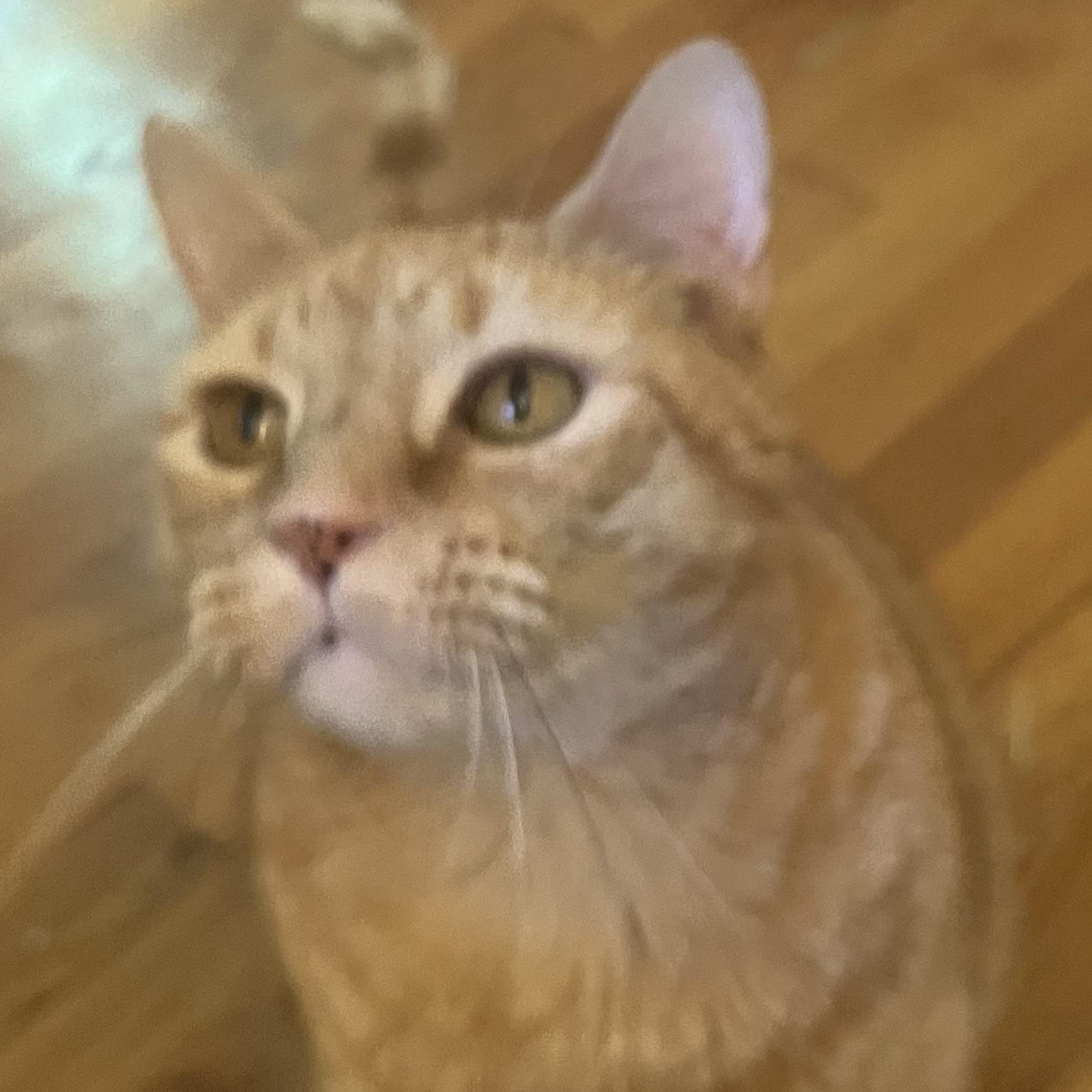 Ozzie & Sweetie — thumbnail 5