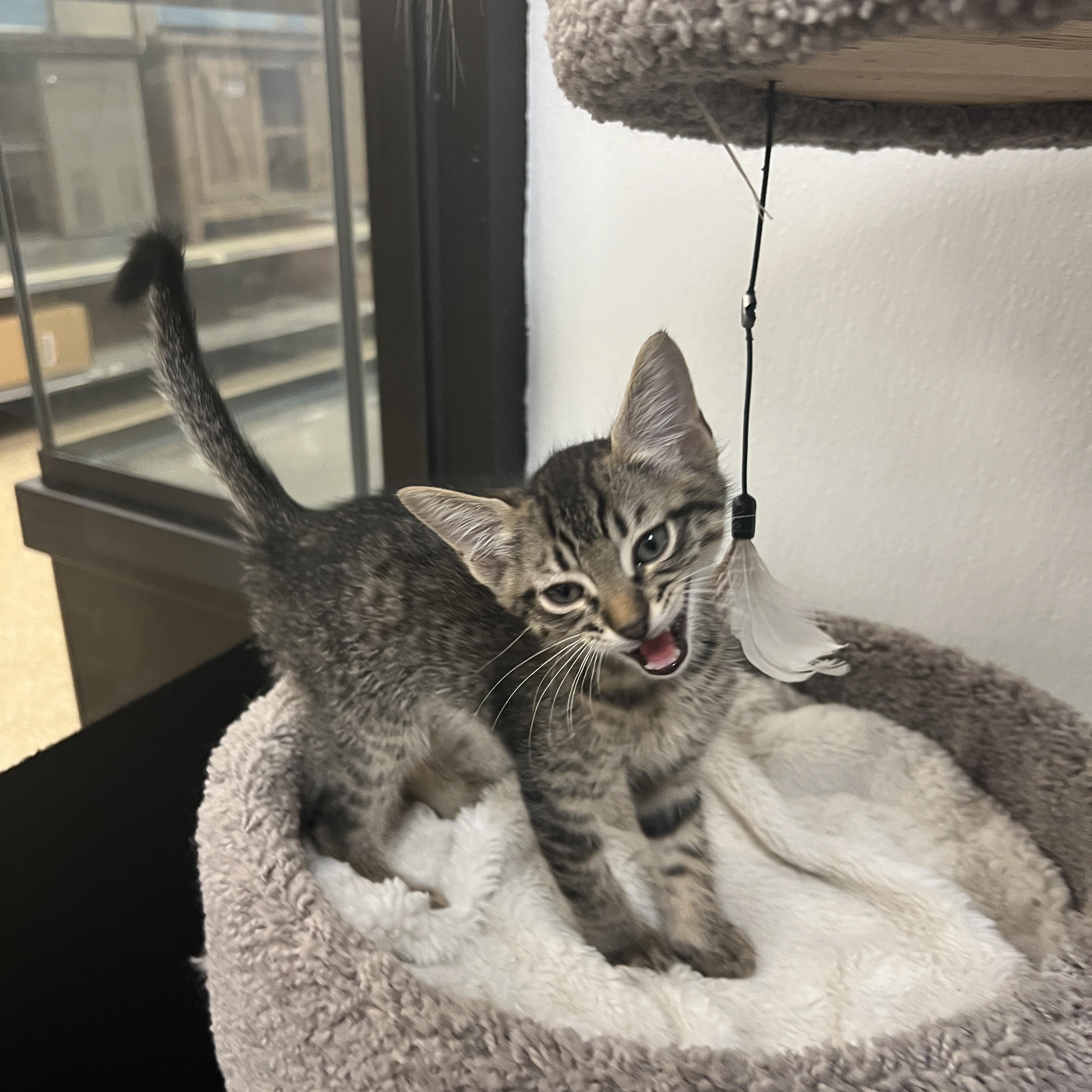 Enlarge Tigger, a ADOPTABLE mixed breed in Bradenton, FL image 4/4