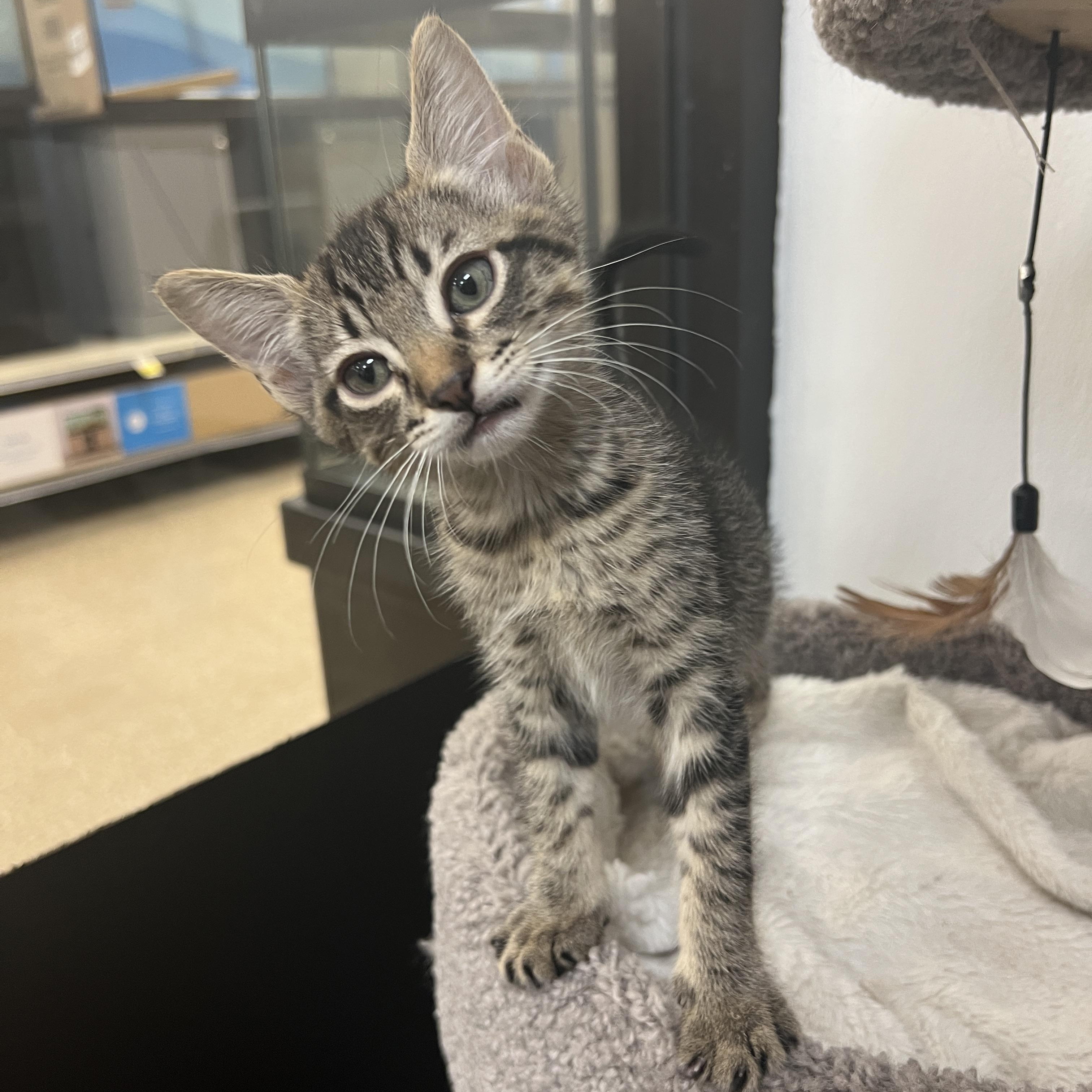 Enlarge Tigger, a ADOPTABLE mixed breed in Bradenton, FL image 2/4