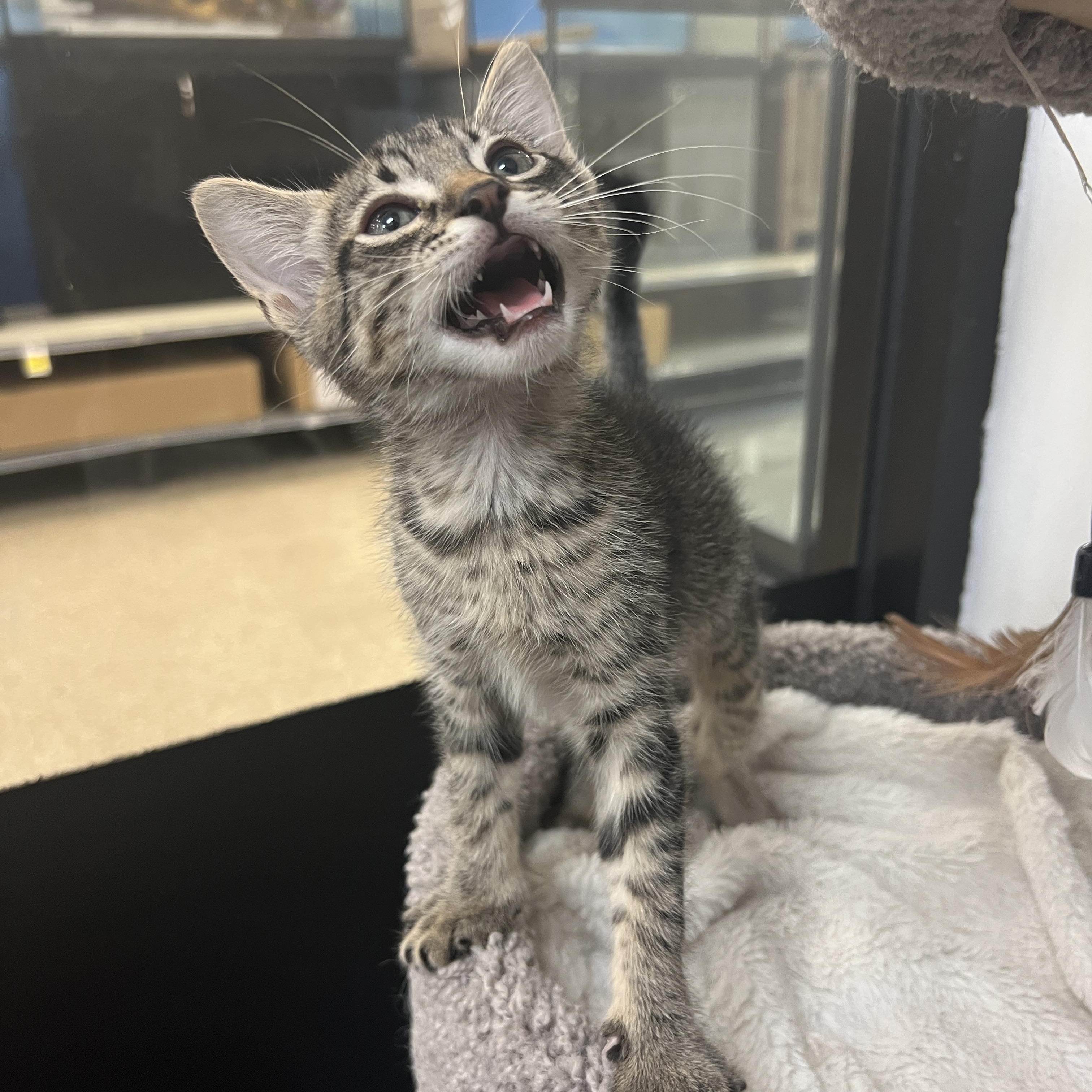 Tigger, ADOPTABLE, Kitten Male Tiger.