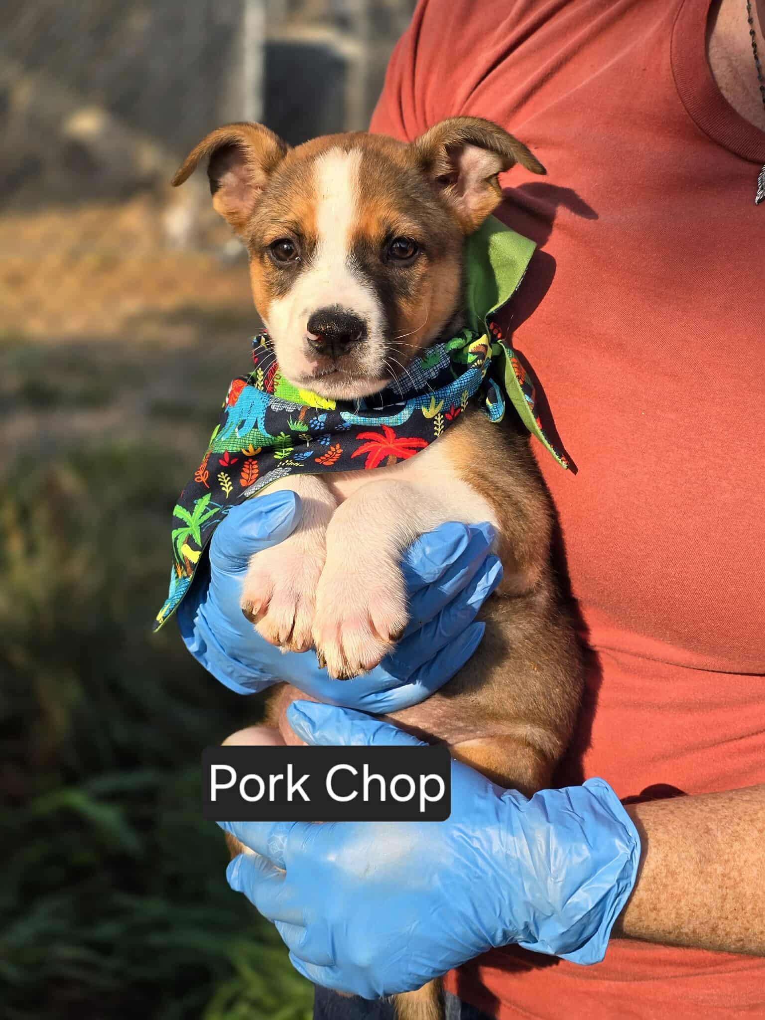 Pork Chop