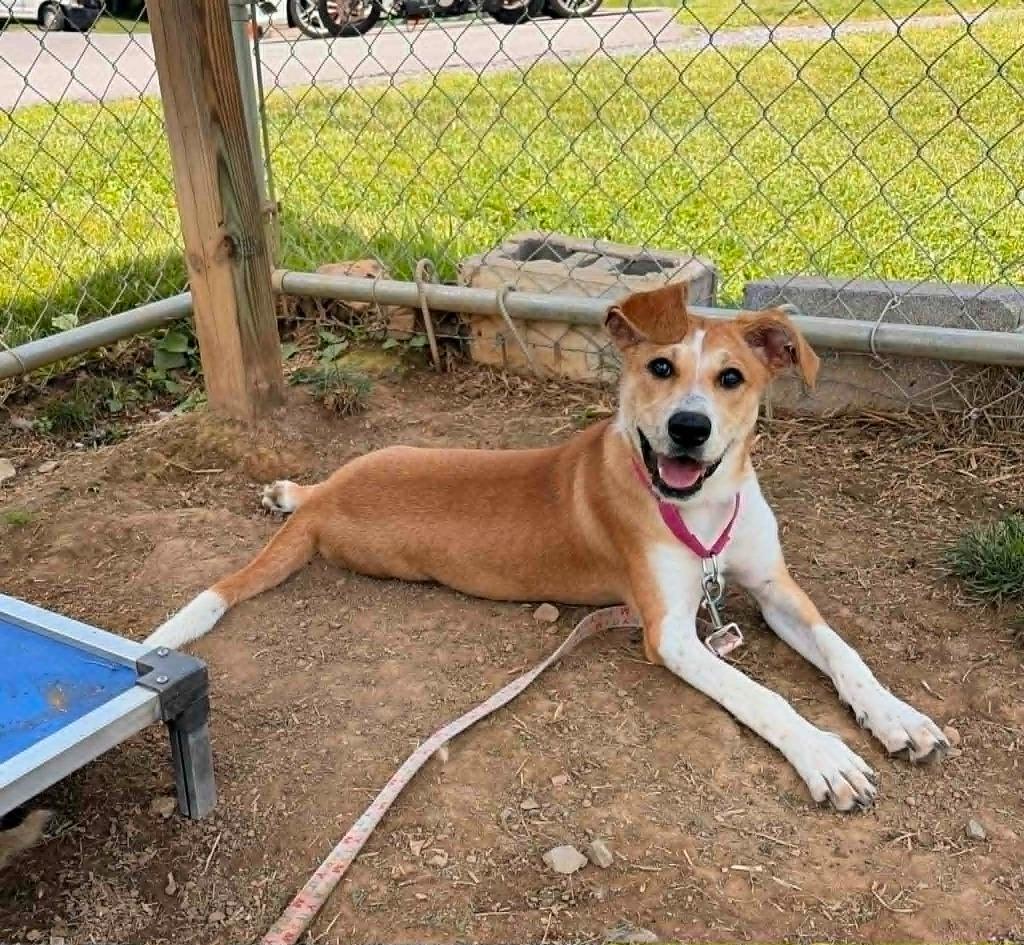 Strawberry, Adoptable, Puppy Female Shepherd & Mixed Breed.