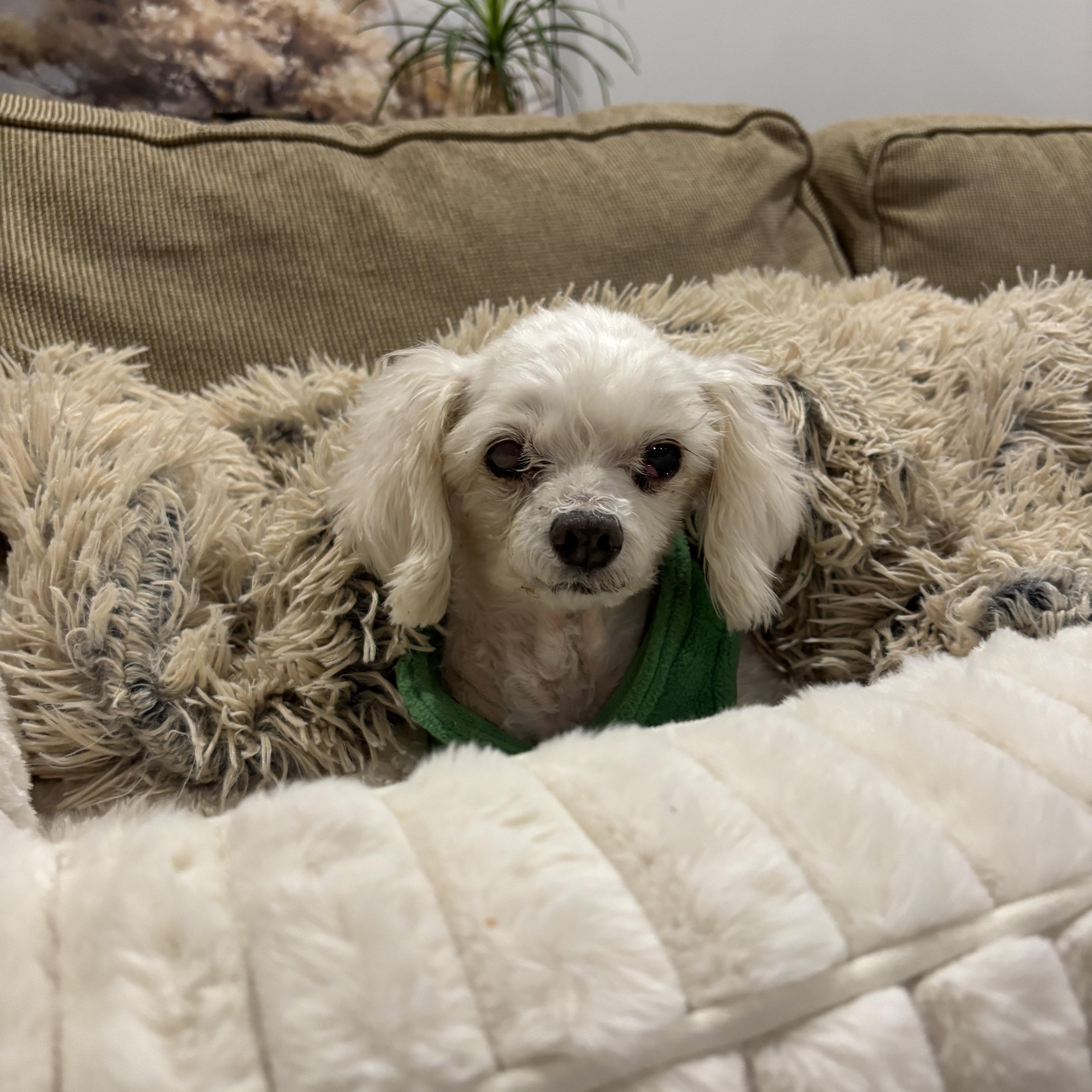 Enlarge Toby, an adopted mixed breed in Wilmington, DE image 6/6