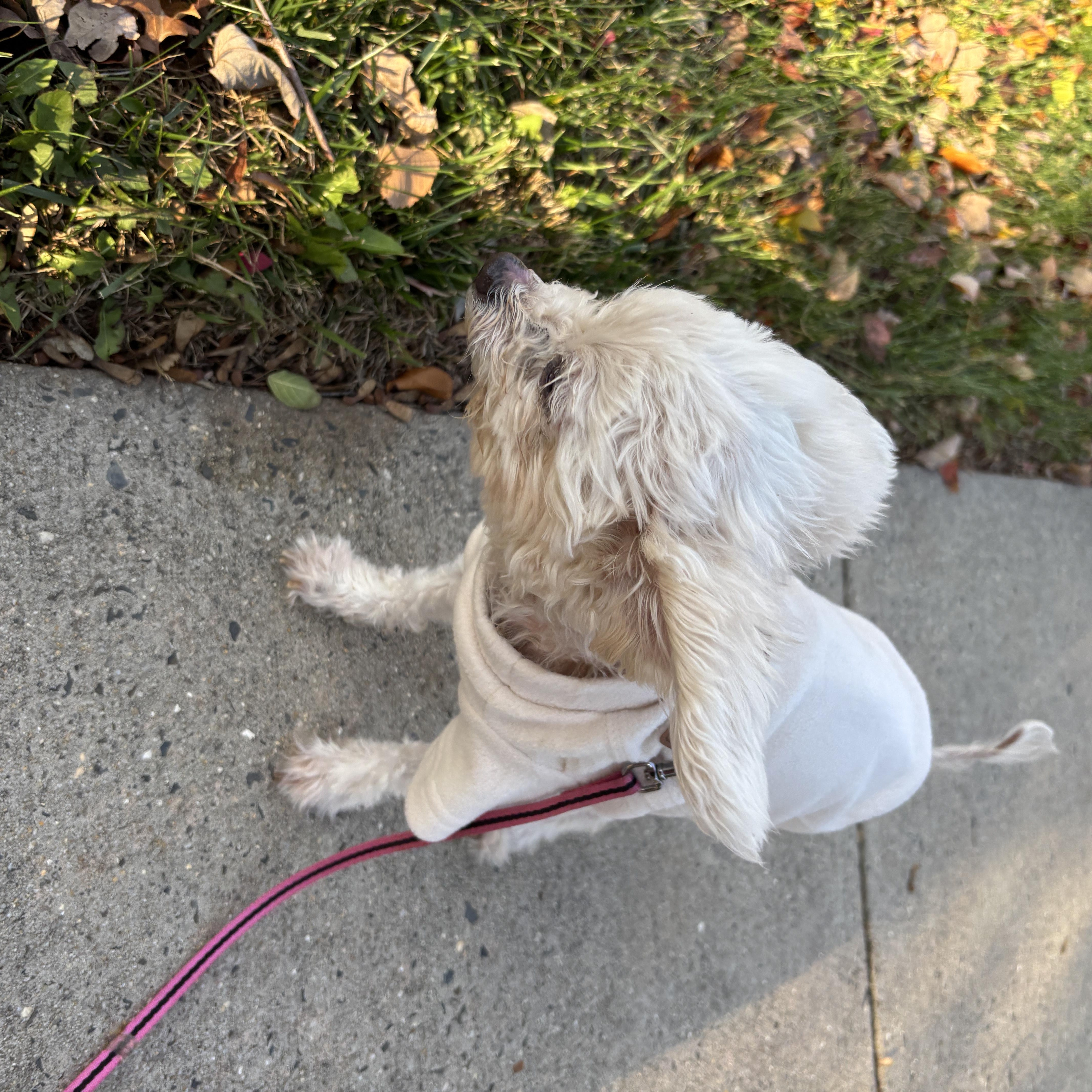 Enlarge Toby, an adopted mixed breed in Wilmington, DE image 3/6