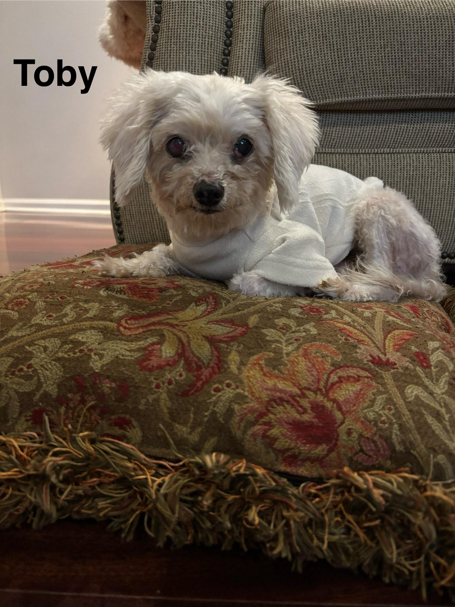 Toby, adopted, Senior Male Maltese & Poodle.