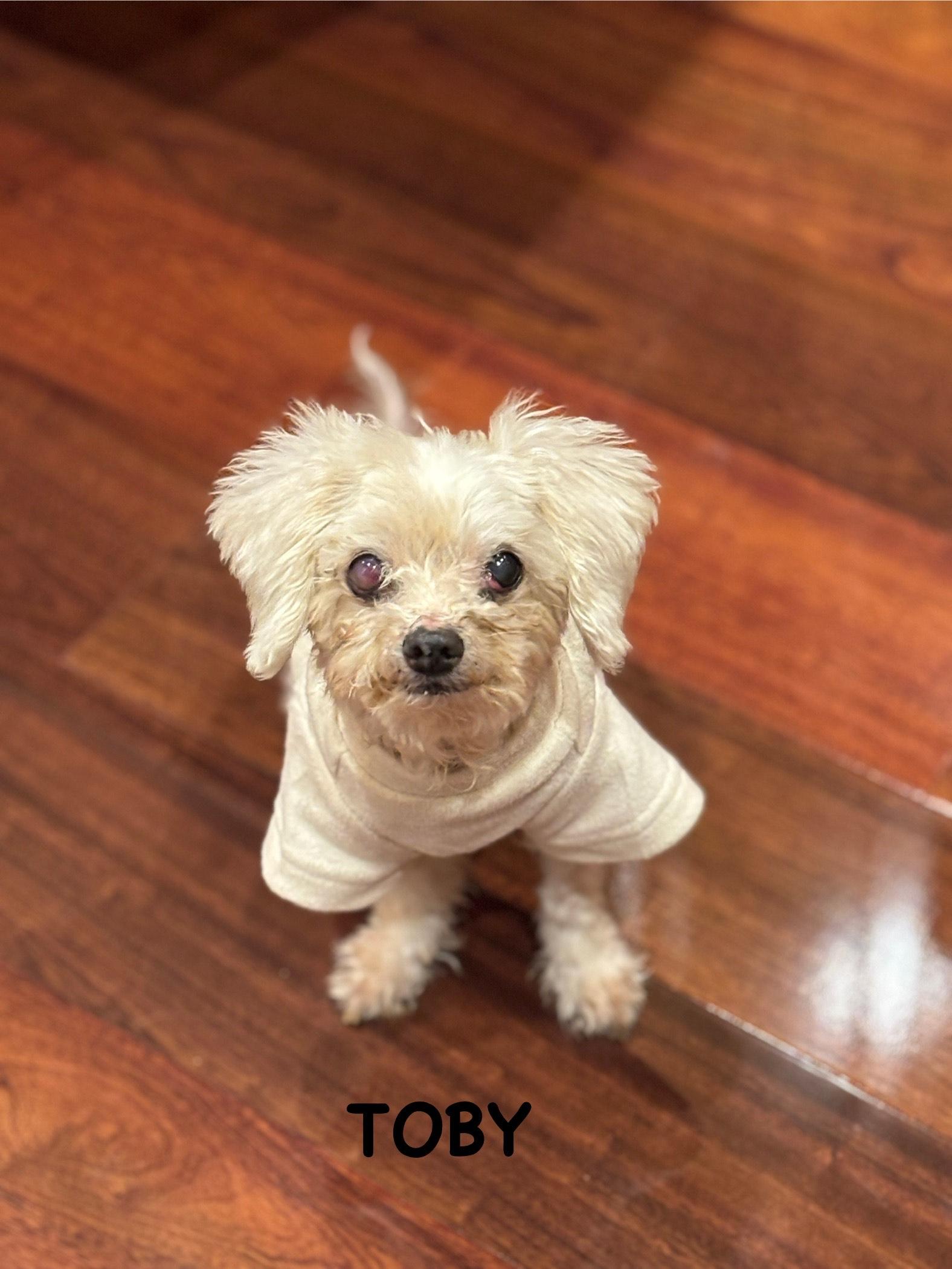 Enlarge Toby, an adopted mixed breed in Wilmington, DE image 5/6