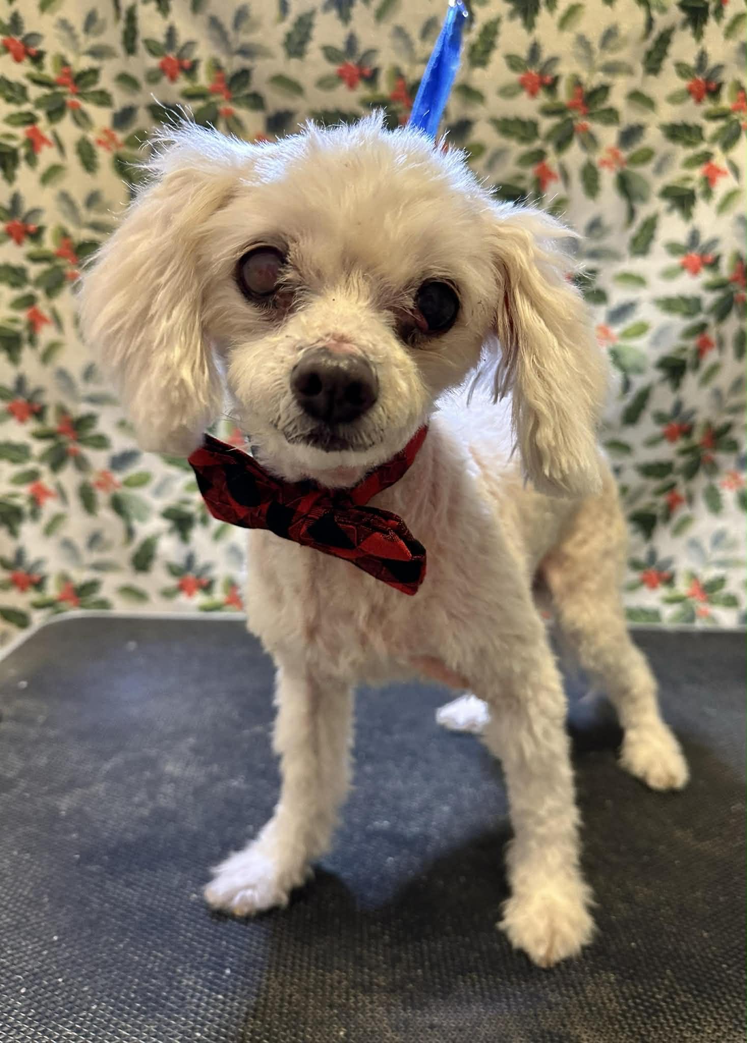 Enlarge Toby, an adopted mixed breed in Wilmington, DE image 4/6