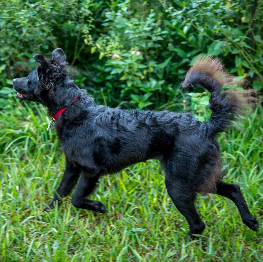 Macy #lap-dog-wanna-be