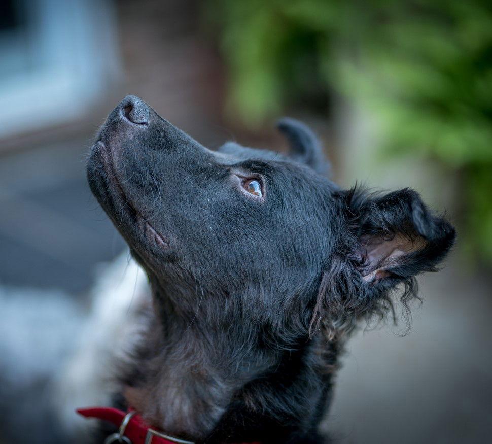 Macy #lap-dog-wanna-be