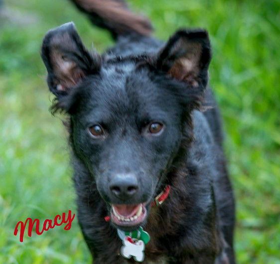 Macy Lapdogwannabe thumbnail 2