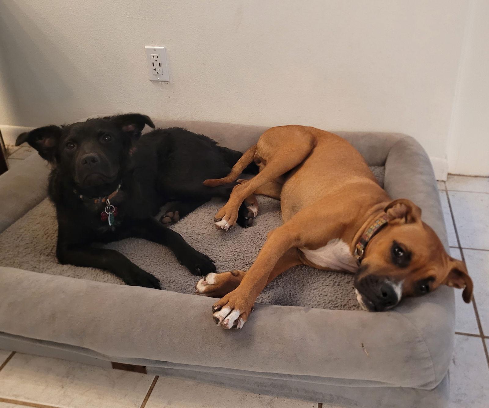 Macy Lapdogwannabe thumbnail 3