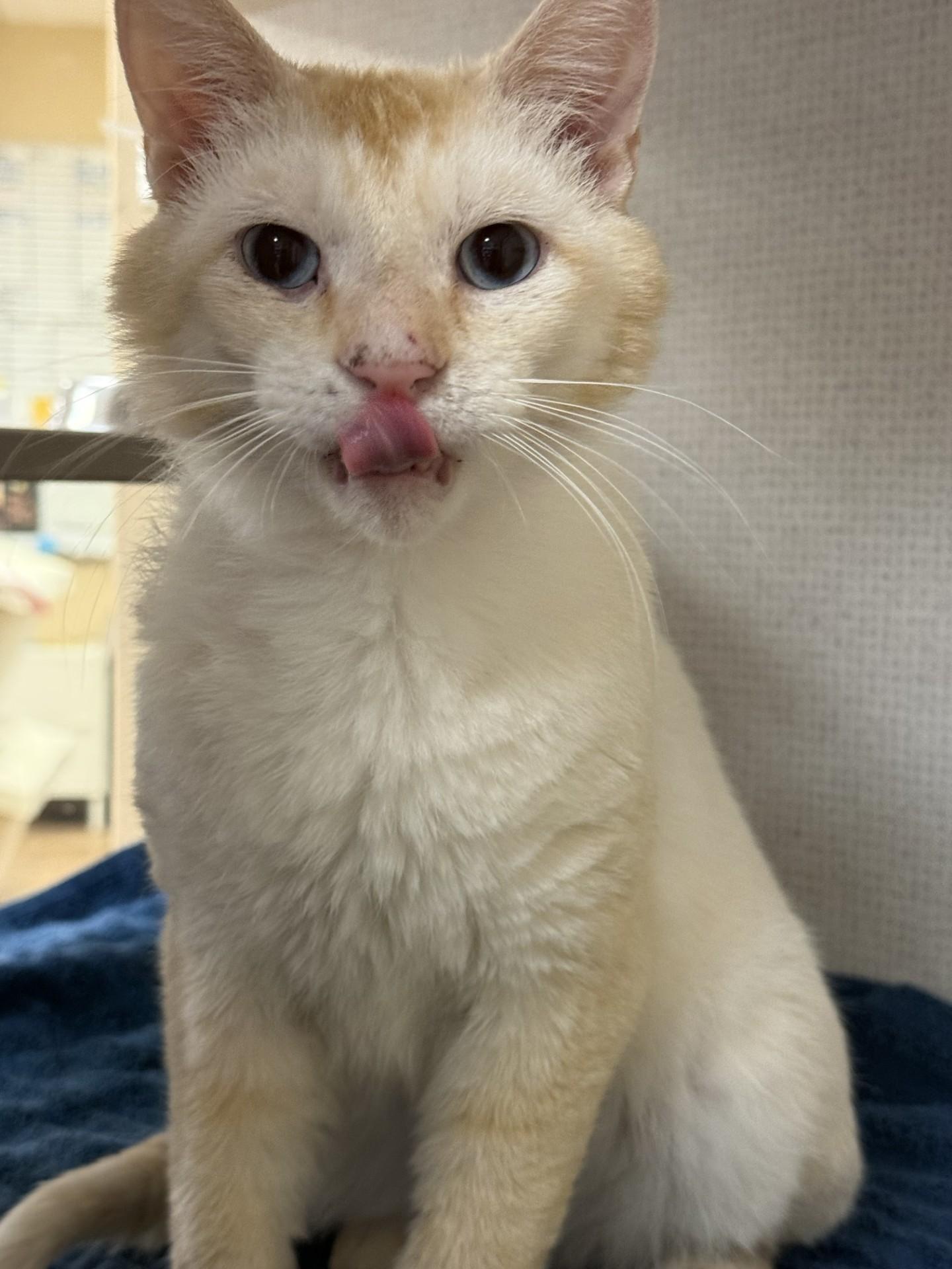 Sinclair, adopted, Adult Male Domestic Short Hair.