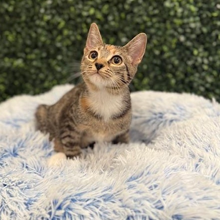 Alade, a Adoptable Domestic Short Hair in Sweetwater, TN image 2/6