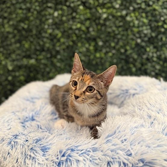 Alade, a Adoptable Domestic Short Hair in Sweetwater, TN image 6/6