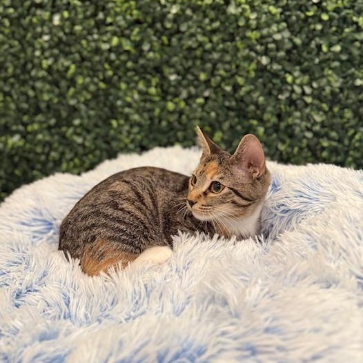 Alade, a Adoptable Domestic Short Hair in Sweetwater, TN image 4/6