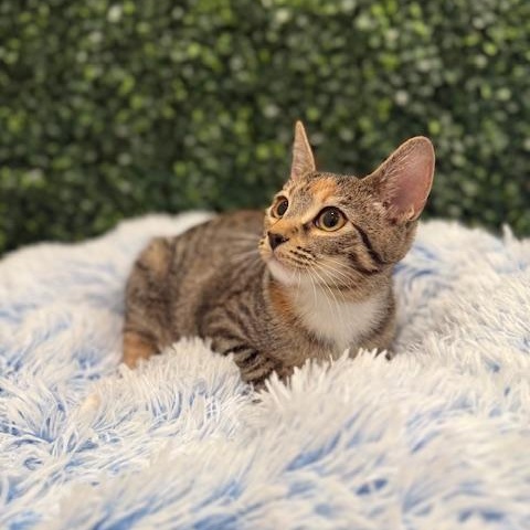 Alade, Adoptable, Kitten Female Domestic Short Hair.