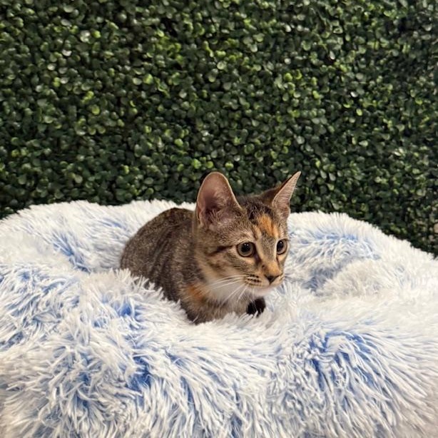 Alade, a Adoptable Domestic Short Hair in Sweetwater, TN image 3/6