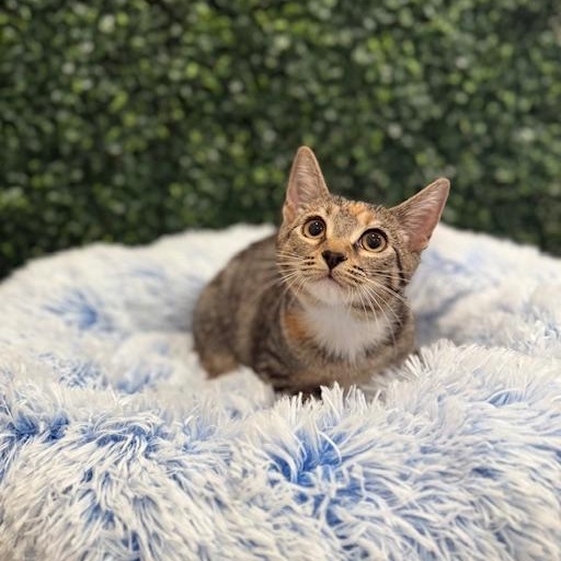 Alade, a Adoptable Domestic Short Hair in Sweetwater, TN image 5/6