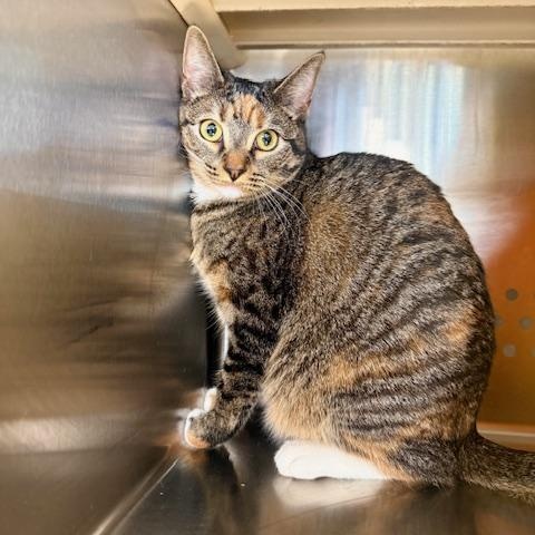 Alade, Adoptable, Kitten Female Domestic Short Hair.
