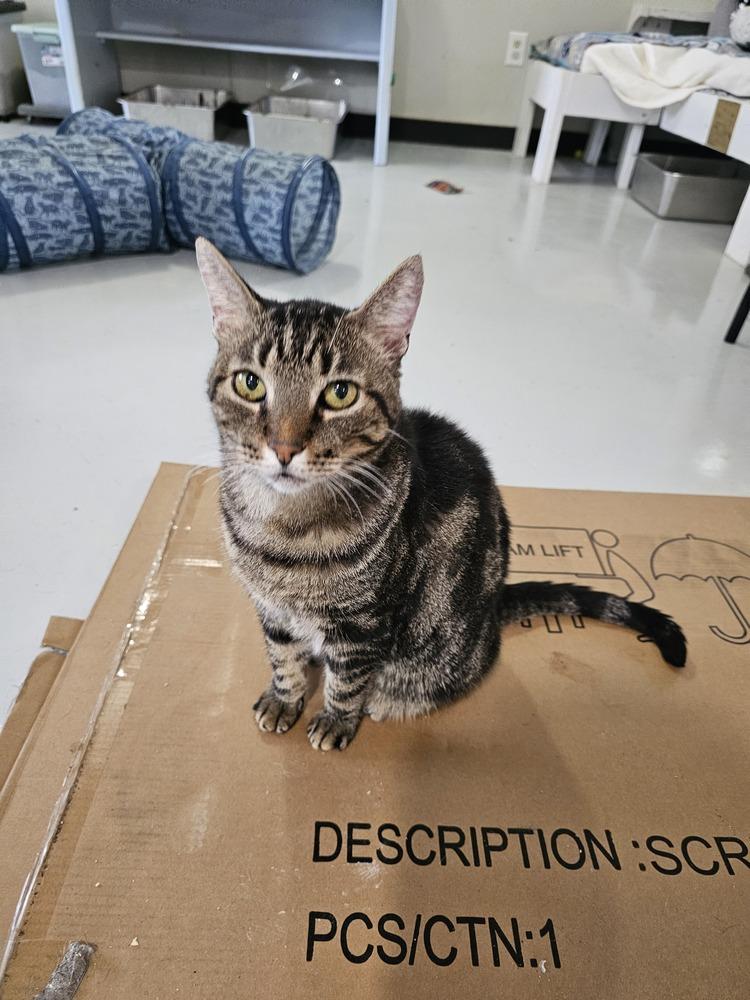 Enlarge Mr Kitty, a Adoptable Domestic Short Hair in Bossier City, LA image 1/1