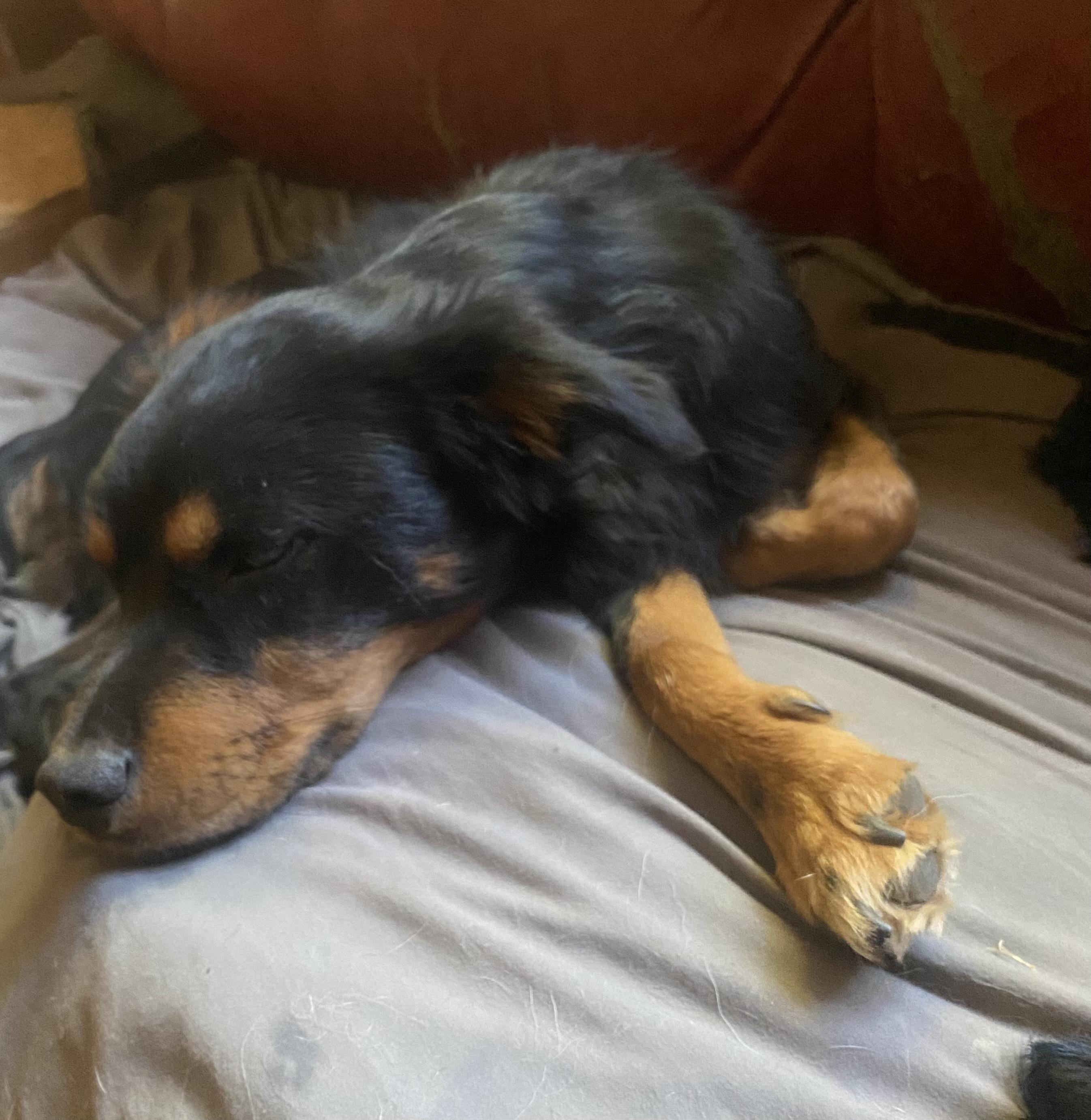 Enlarge Woofie, a Adoptable mixed breed in Blytheville, AR image 2/3