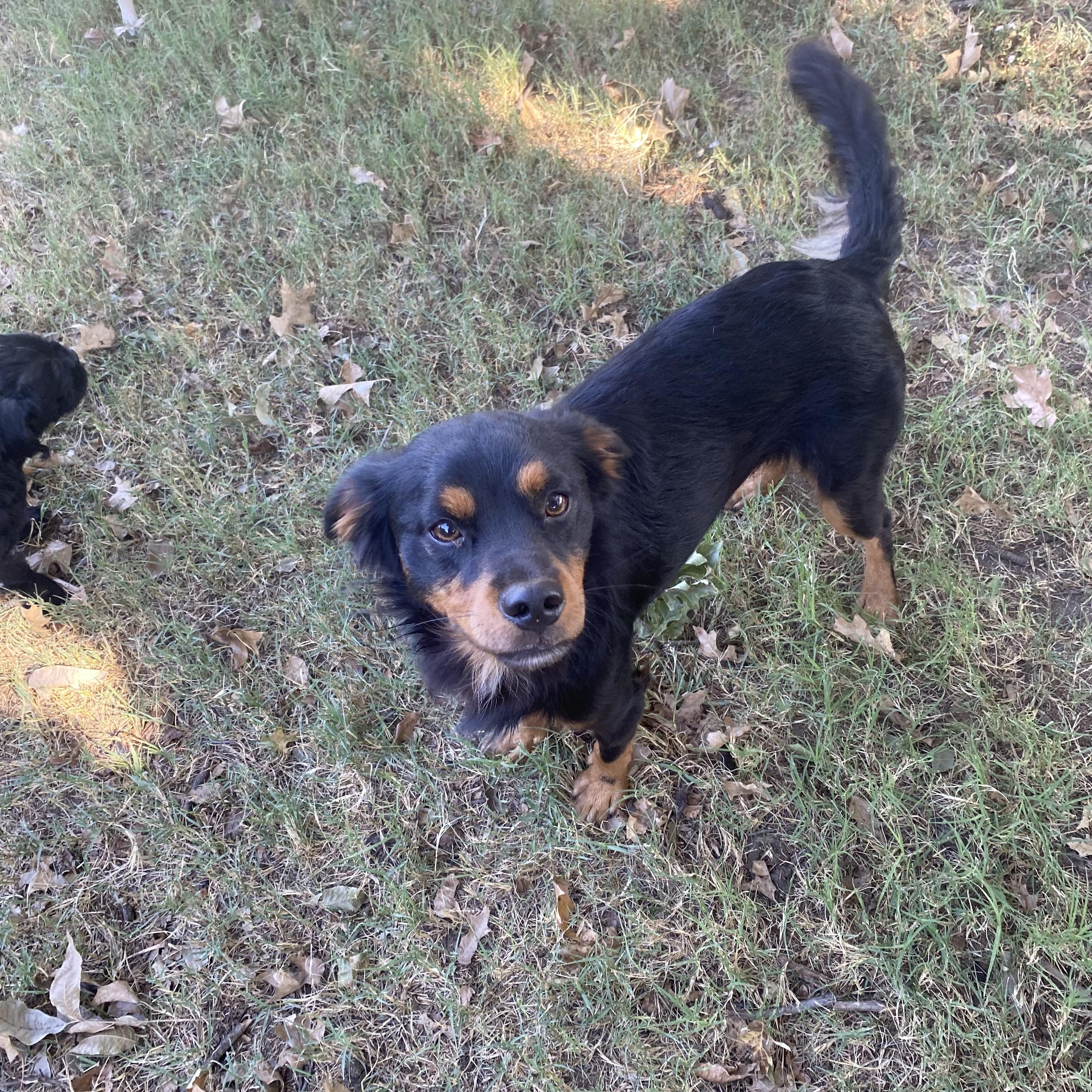 Enlarge Woofie, a Adoptable mixed breed in Blytheville, AR image 3/3