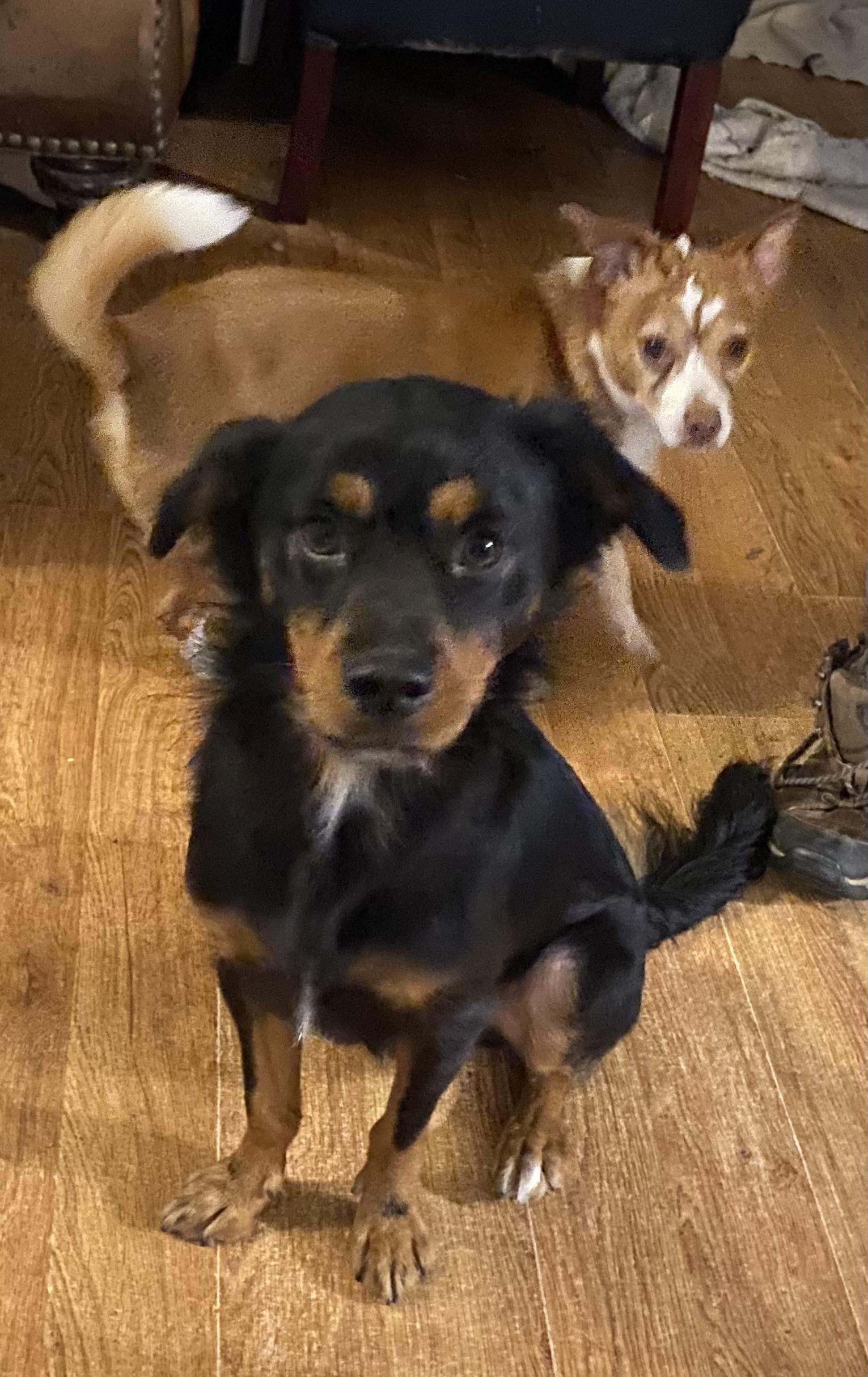 Woofie, Adoptable, Adult Male Australian Shepherd.