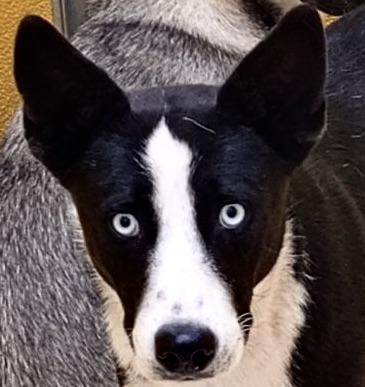 Enlarge Shy Lily, a Adoptable mixed breed in San Luis, CO image 3/4