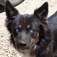Enlarge Shy Lily, a Adoptable mixed breed in San Luis, CO image 1/4