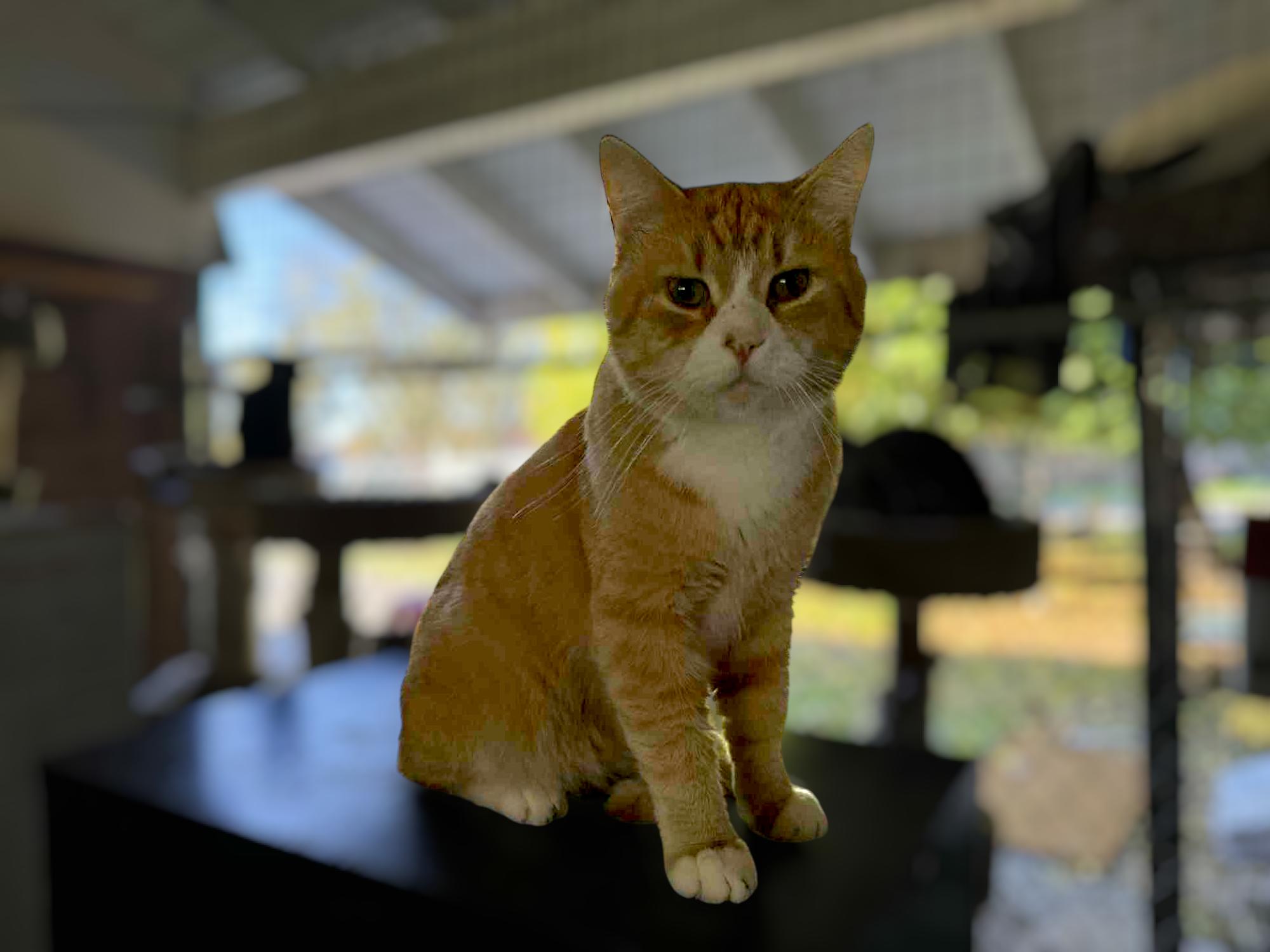 Enlarge Obi, an adopted Domestic Short Hair in Palo Cedro, CA image 1/1