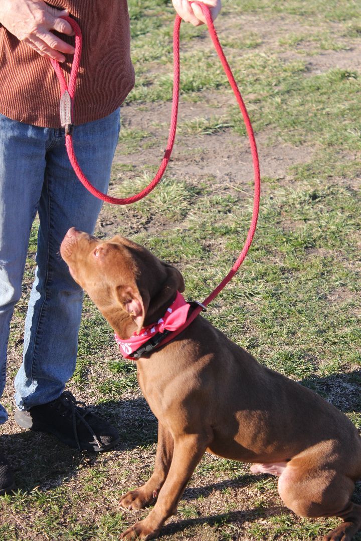 Nester, a Adoptable mixed breed in Shelby, NC image 1/12