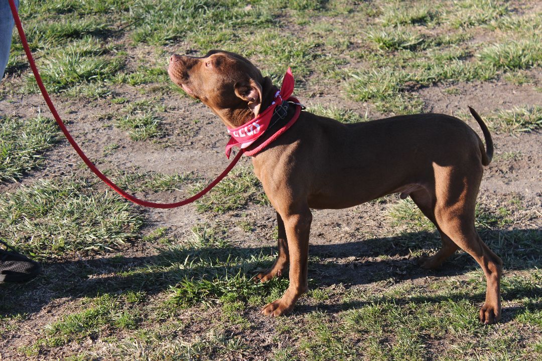 Nester, a Adoptable mixed breed in Shelby, NC image 2/12