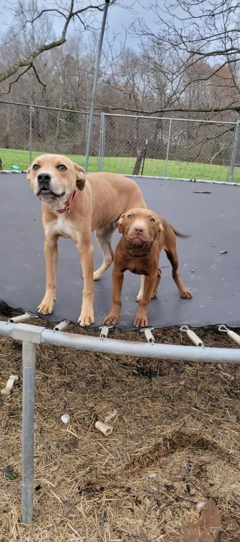 Nester, a Adoptable mixed breed in Shelby, NC image 3/12
