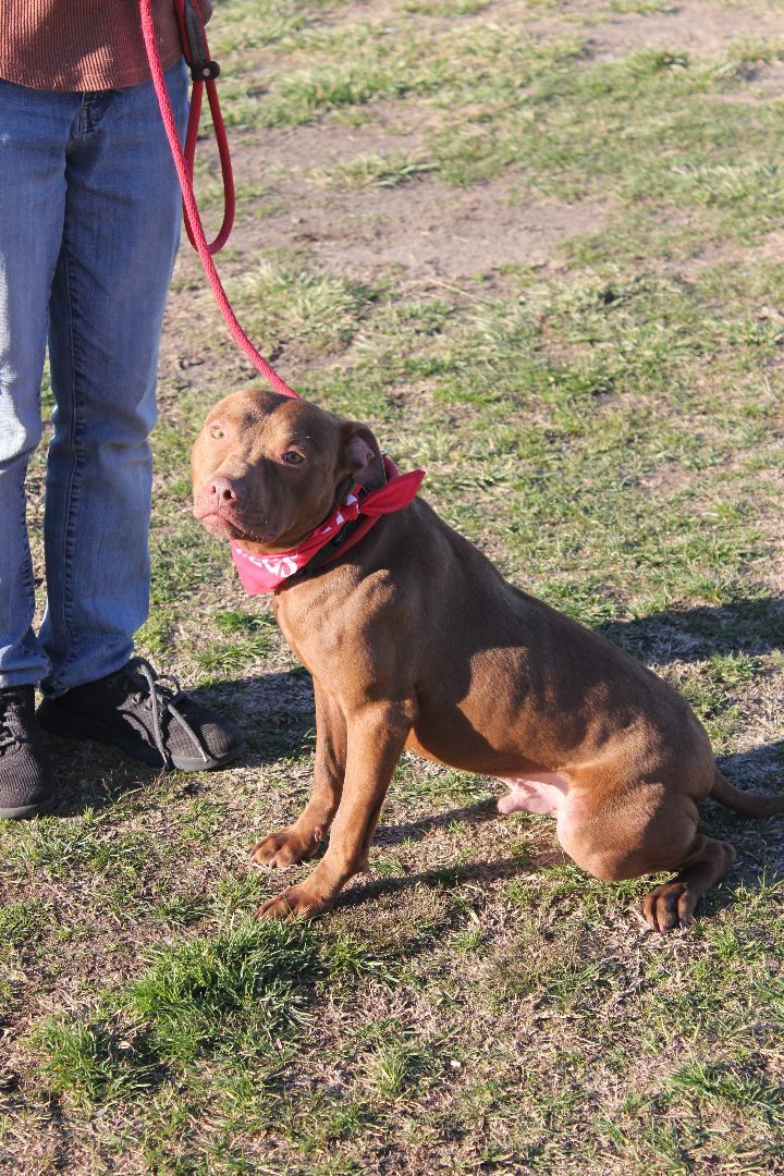 Nester, a Adoptable mixed breed in Shelby, NC image 4/12