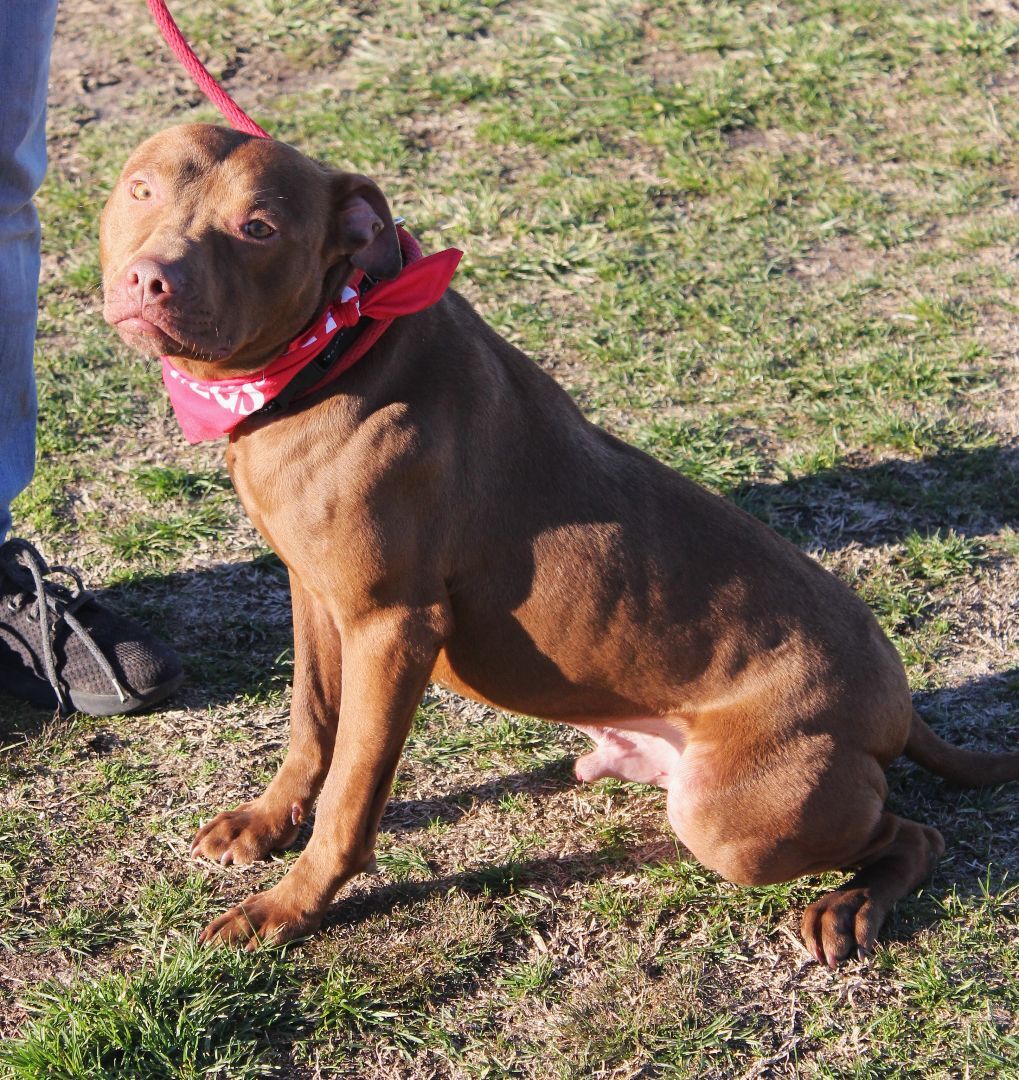 Nester, a Adoptable mixed breed in Shelby, NC image 6/12