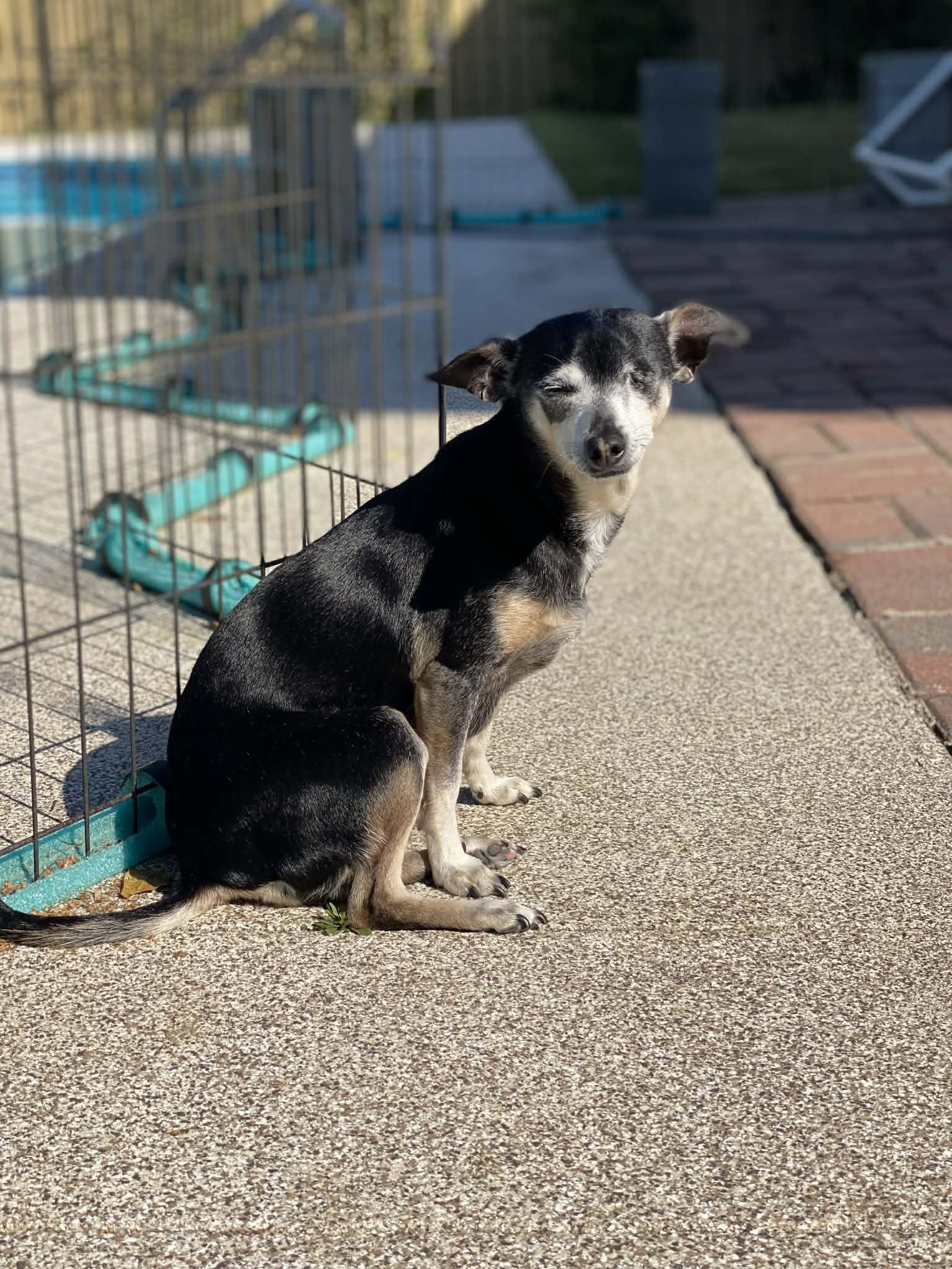 Enlarge CRICKET, a Adoptable mixed breed in Cleveland, OH image 3/6
