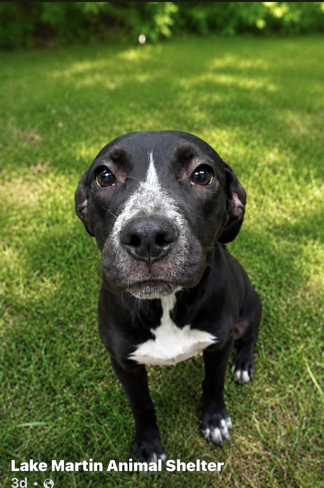 Enlarge Mabel, a Adoptable mixed breed in Alexander City, AL image 1/1