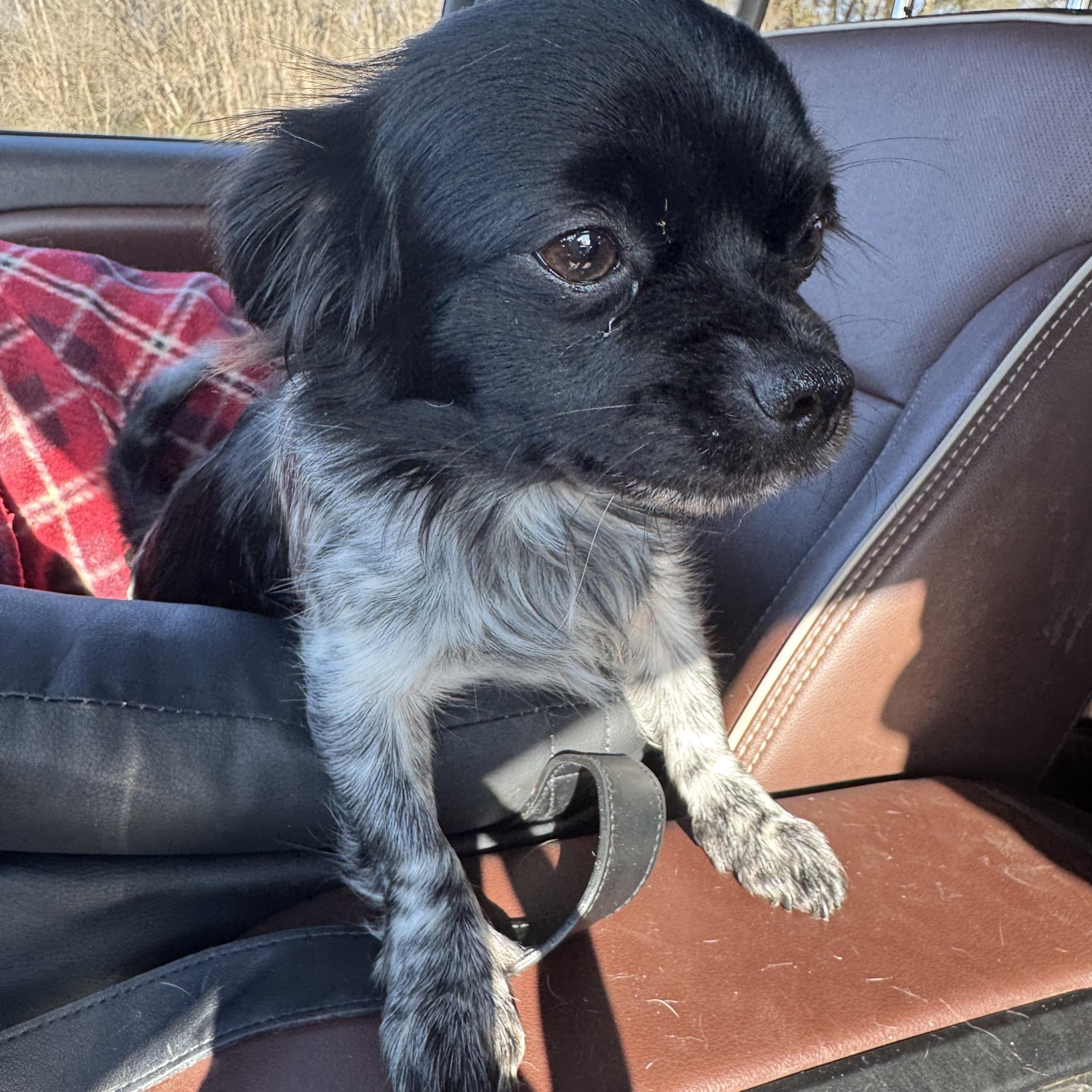 Enlarge Vixen, a Adoptable mixed breed in Monroe, NC image 2/4