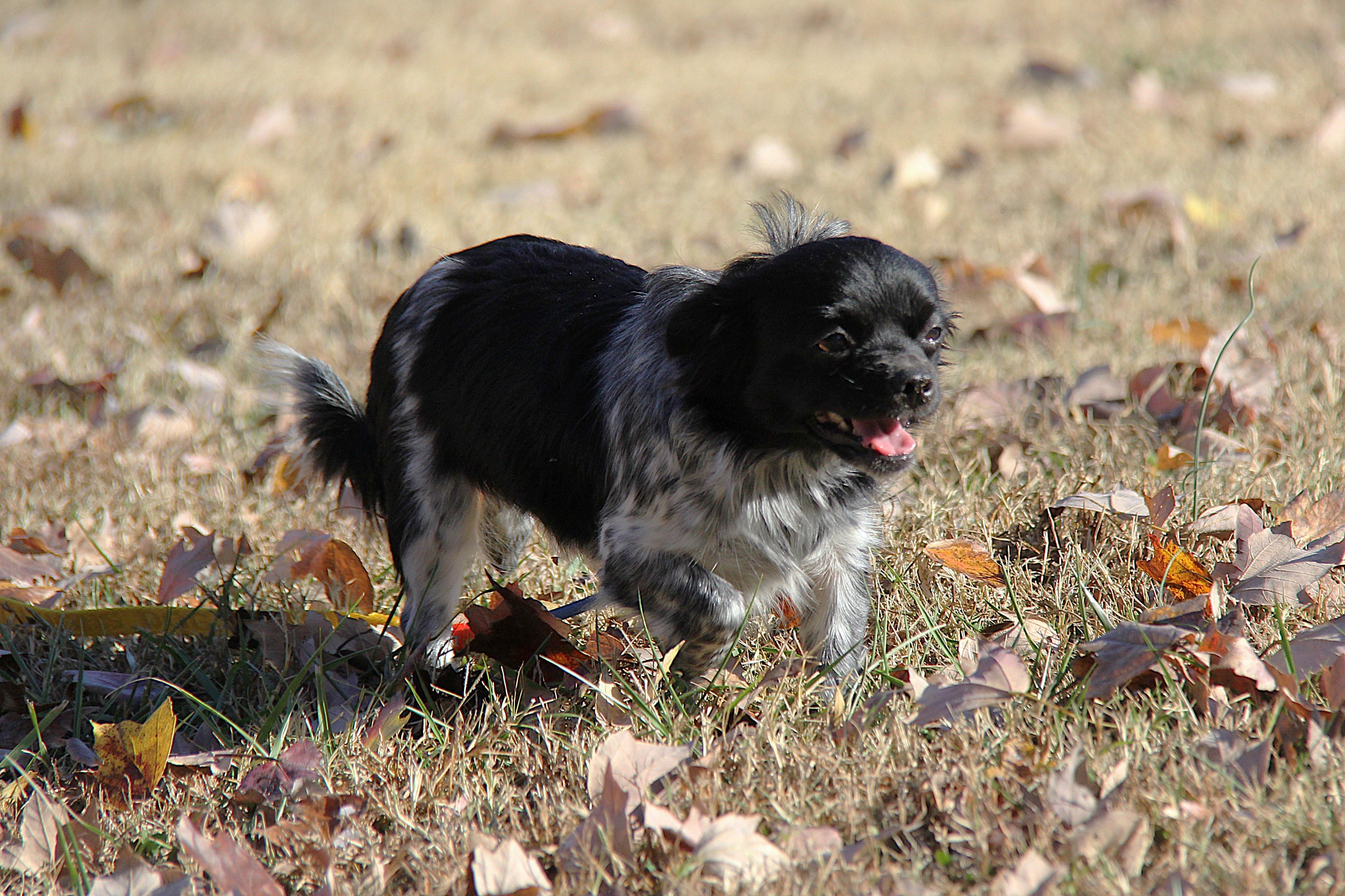 Enlarge Vixen, a Adoptable mixed breed in Monroe, NC image 4/4