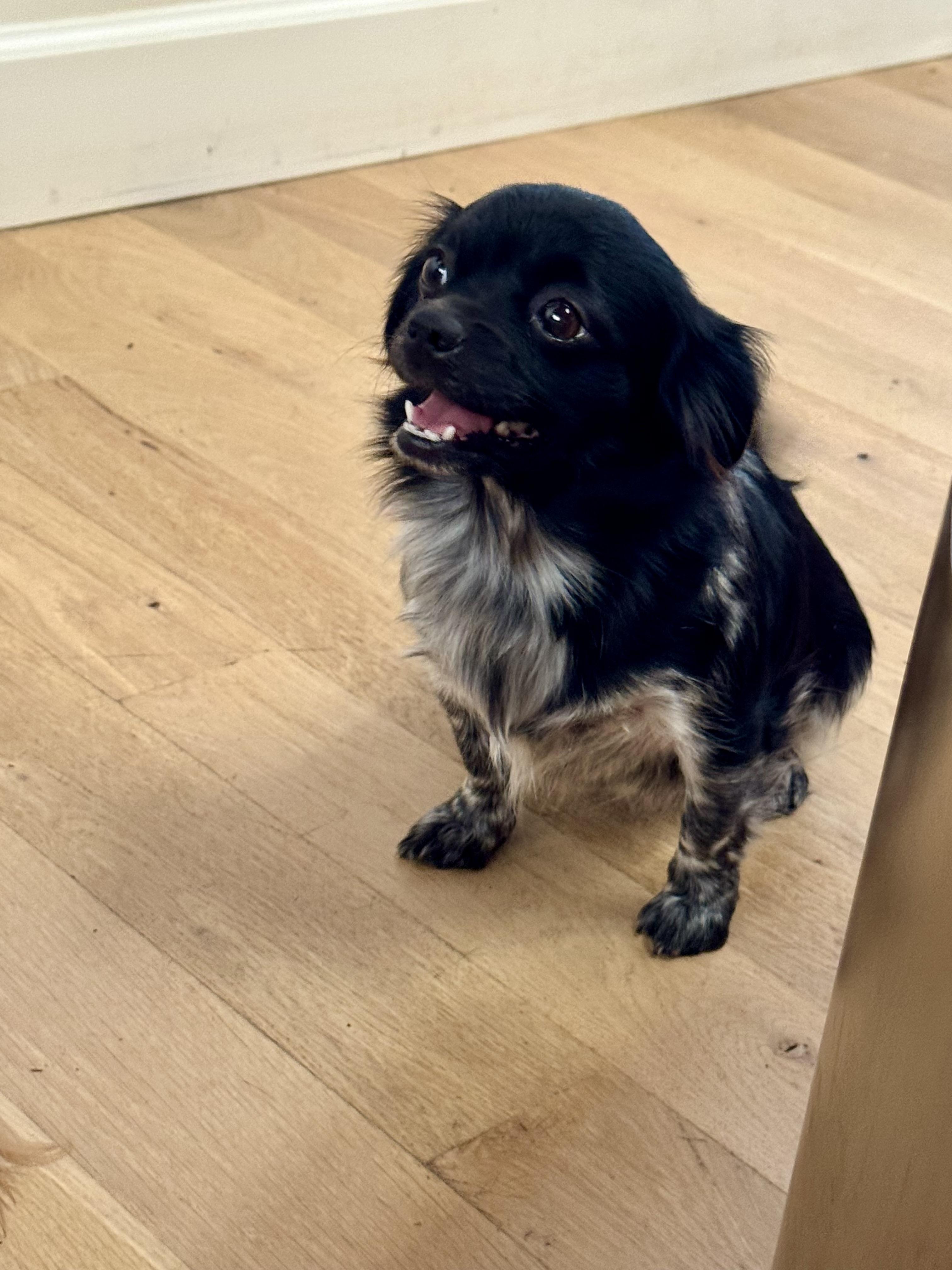 Enlarge Vixen, a Adoptable mixed breed in Monroe, NC image 3/4